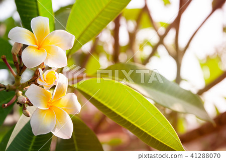 Plumeria flowers are white and yellow blooming Plumeria flowers are white and yellow blooming 41288070