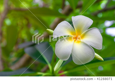 Plumeria flowers are white and yellow blooming Plumeria flowers are white and yellow blooming 41288071
