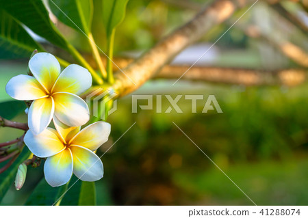 Plumeria flowers are white and yellow blooming  41288074