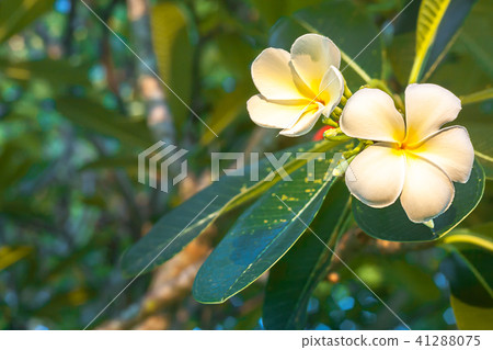 Plumeria flowers are white and yellow blooming Plumeria flowers are white and yellow blooming 41288075