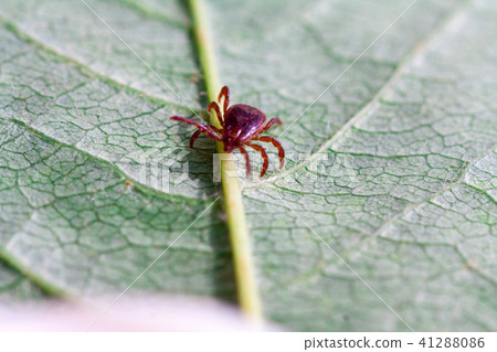 A dangerous parasite and infection carrier mite A dangerous parasite and infection carrier mite 41288086