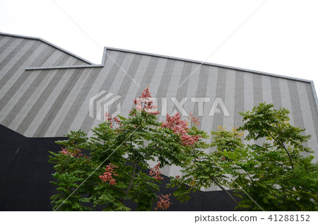 台灣柏樹，金色焦慮症，焦慮症，焦慮症，台灣梧桐，芝奇冰雹油，苦河 41288152