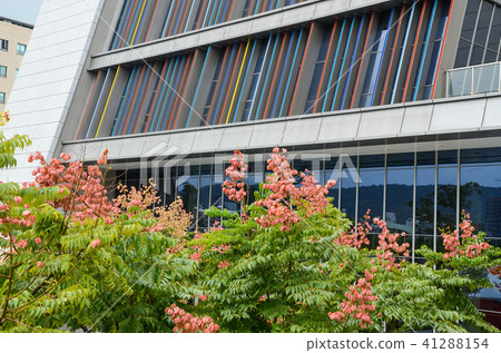 台灣柏樹，金色焦慮症，焦慮症，焦慮症，台灣梧桐，芝奇冰雹油，苦河 41288154