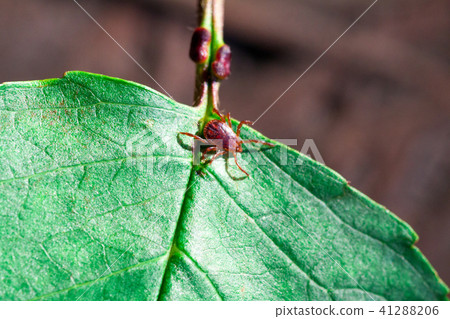 A dangerous parasite and infection carrier mite A dangerous parasite and infection carrier mite 41288206