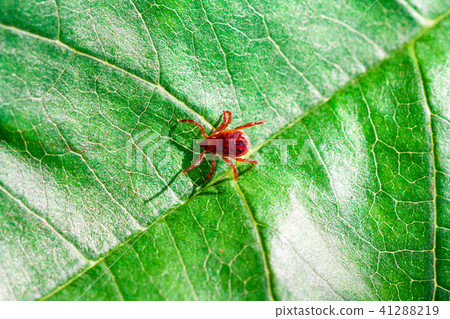 A dangerous parasite and infection carrier mite A dangerous parasite and infection carrier mite 41288219