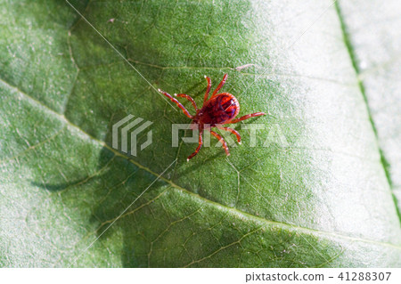 A dangerous parasite and infection carrier mite A dangerous parasite and infection carrier mite 41288307
