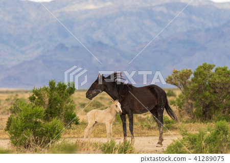 Wild Horse Mare and Foal 41289075