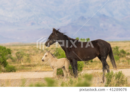 Wild Horse Mare and Foal 41289076