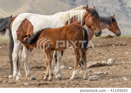 Wild Horse Mare and Foal 41289085