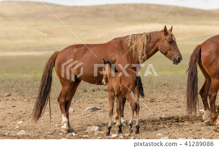 Wild Horse Mare and Foal Wild Horse Mare and Foal 41289086