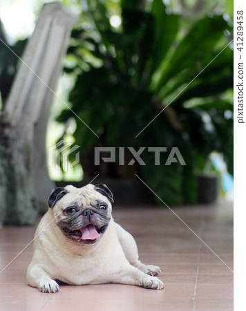 portraits photo of a lovely white fat cute pug dog 41289458