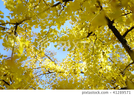 Ginkgo biloba 41289571