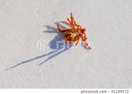 A dangerous parasite and infection carrier mite 41289572