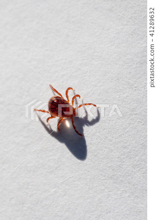 A dangerous parasite and infection carrier mite A dangerous parasite and infection carrier mite 41289632