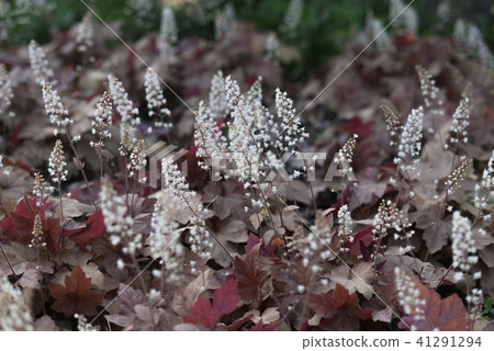 close up on bloomng heucherella flowers and leaf close up on bloomng heucherella flowers and leaf 41291294
