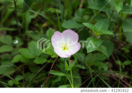A close-up of pink Hiruzatsukimisou flowers 41291422