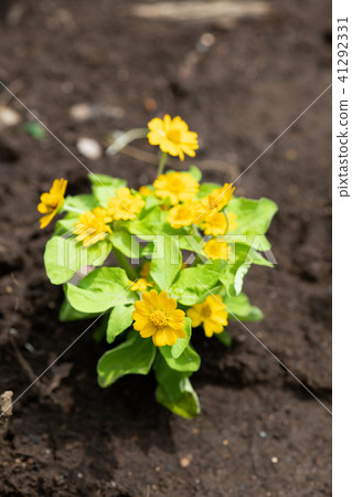 Close-up of a yellow Melampodium flower 41292331