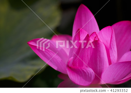 蓮花 41293352
