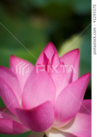 Lian flower Lian flower 41293378