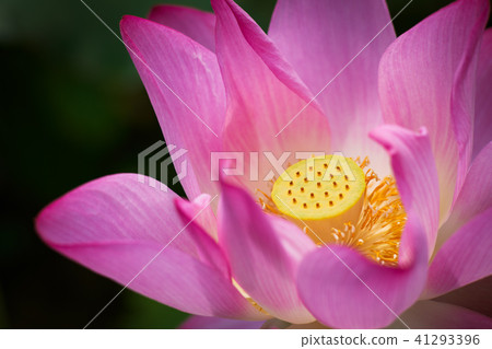 Lian flower Lian flower 41293396