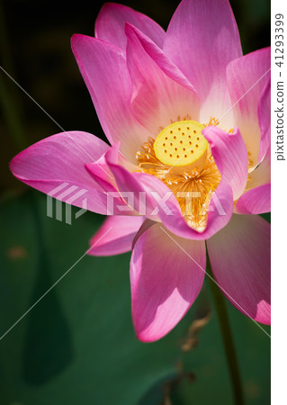 Lian flower 41293399