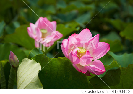 Lian flower 41293400