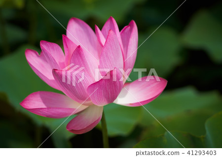 Lian flower Lian flower 41293403