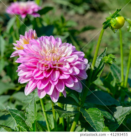 Dahlia on background of flowerbeds.  41293455