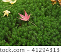 Autumn leaves / fallen leaves 41294313