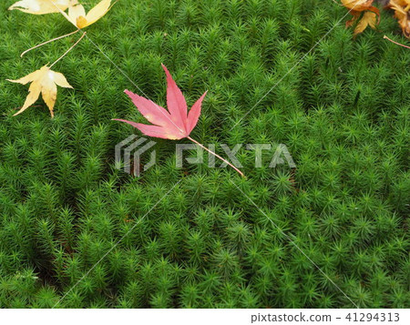 Autumn leaves / fallen leaves Autumn leaves / fallen leaves 41294313
