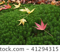 Autumn leaves / fallen leaves 41294315
