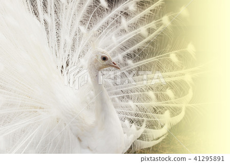 Close-up of beautiful white peacock with feathers Close-up of beautiful white peacock with feathers 41295891