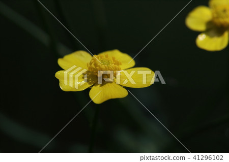 毛茛 毛茛 41296102