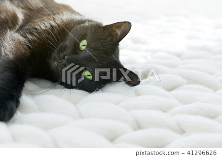 Black cat relaxing on white knitted merino plaid 41296626
