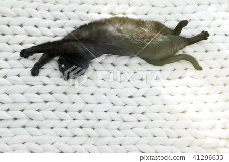 Black cat relaxing on white knitted merino plaid Black cat relaxing on white knitted merino plaid 41296633