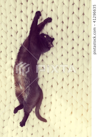 Black cat relaxing on white knitted merino plaid Black cat relaxing on white knitted merino plaid 41296635
