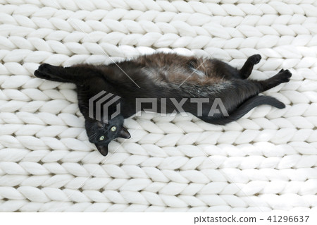Black cat relaxing on white knitted merino plaid 41296637