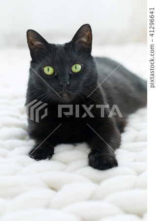 Black cat relaxing on white knitted merino plaid Black cat relaxing on white knitted merino plaid 41296641