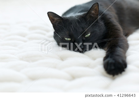 Black cat relaxing on white knitted merino plaid 41296643
