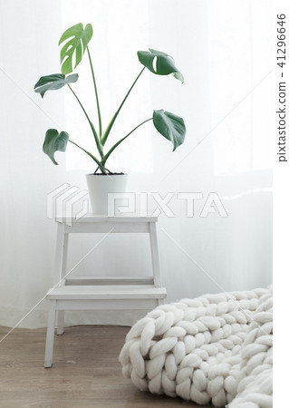 Monstera palm in living room,  scandinavian style 41296646