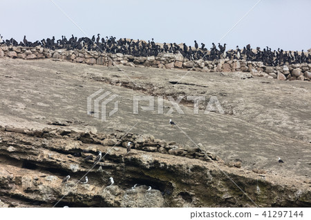 bird, birds, america 41297144
