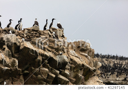 bird, birds, cliff 41297145