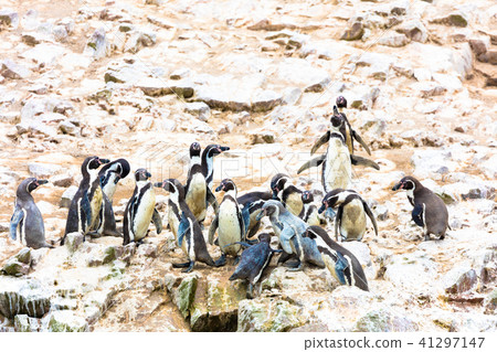 bird, birds, cliff 41297147