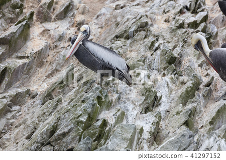 bird, birds, pelican 41297152