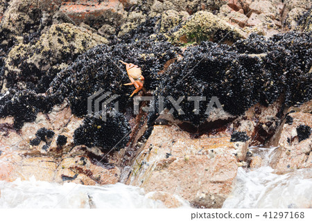 seashore, shore, america 41297168