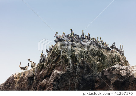 Ballestas Islands, Perù Ballestas Islands, Perù 41297170