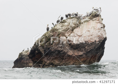 bird, birds, pelican 41297171