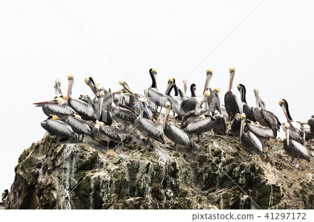 Ballestas Islands, Perù Ballestas Islands, Perù 41297172