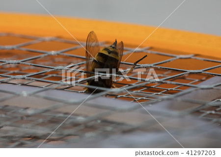 Macro bee sting Macro bee sting 41297203