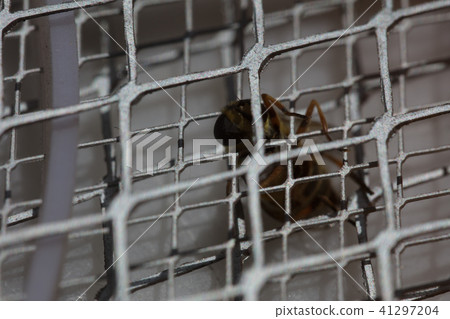 Macro bee sting 41297204